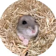 はむちゃんの画像