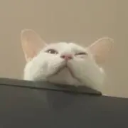 ねるの画像