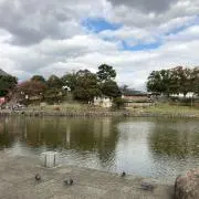 さかなかなの画像
