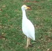 ポコペンの画像