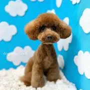 ジュンの画像