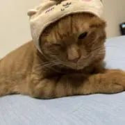 はむの画像