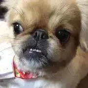 ペキママの画像