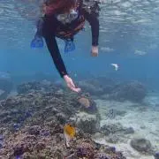 ひつじの画像