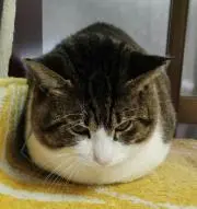 ★Mercuryの画像
