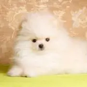 ぽめの画像