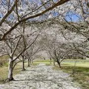 しのの画像