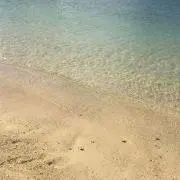 たんたの画像