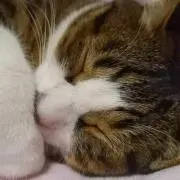 猫の画像