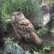 わをんの画像