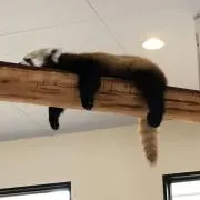 みかんの画像