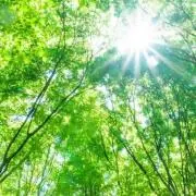 Greenの画像