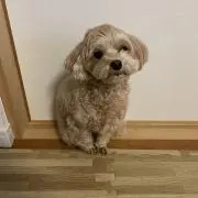 あふろまんの画像