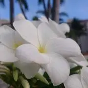 Ma_chi