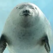 ししゃもの画像