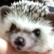 おいも