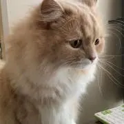 えーきち