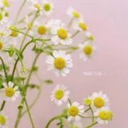 ピカチュウ#断捨離プロフ必読の画像