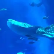 とらの画像
