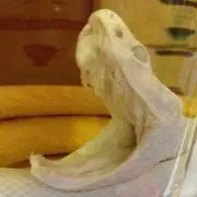 麦茶