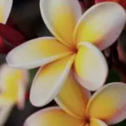 ALOHAの画像