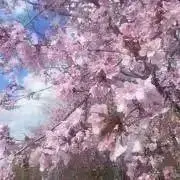 カプリの画像