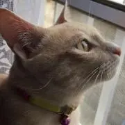 ❤︎ねこ日和❤︎