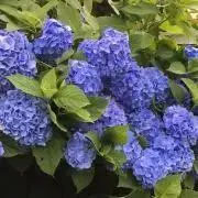あじさいの画像