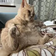 くまちゃん