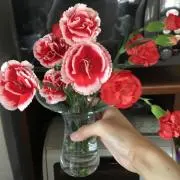 コニーの画像