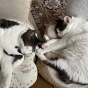 ぴっぴとひめ☆プロフ必読お願いしますの画像