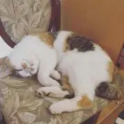 sacchiの画像