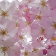 ゆっこのん