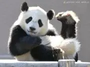 しろくろパンダの画像