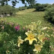 てんままの画像