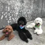 春のつくしの画像