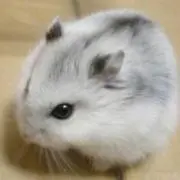 勇者