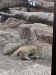 りーかんの画像