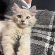 れもん