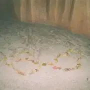 NANAの画像