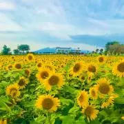 Raimu☆の画像