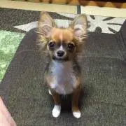 KH