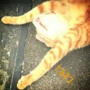 ひるねこ