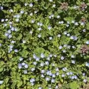 Jinnyの画像