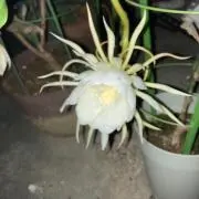 チャチャ断捨離中の画像