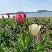 の.の画像