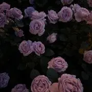 ぱふぇの画像