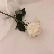 ypの画像