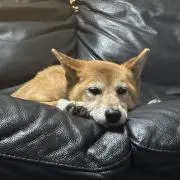 ♧の画像