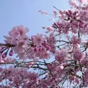 むーの画像